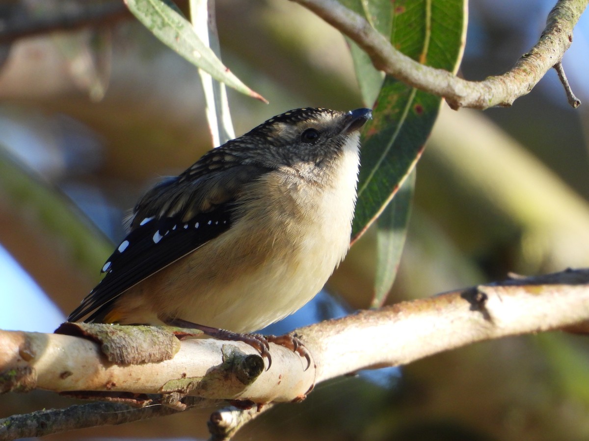 Spotted Pardalote - ML618475961