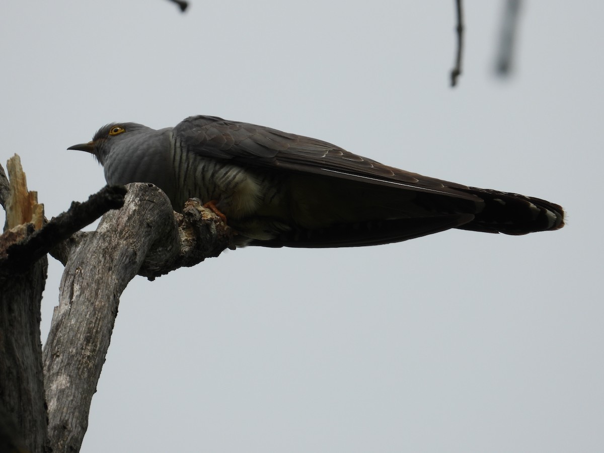 Common Cuckoo - ML618475969