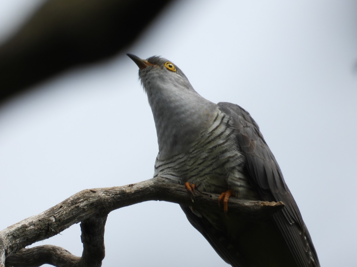 Common Cuckoo - Jiří Bukvaj