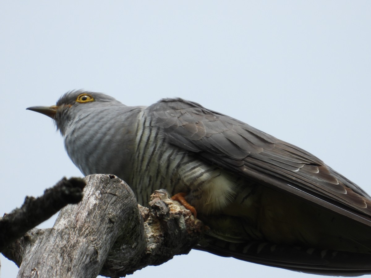 Common Cuckoo - ML618475971