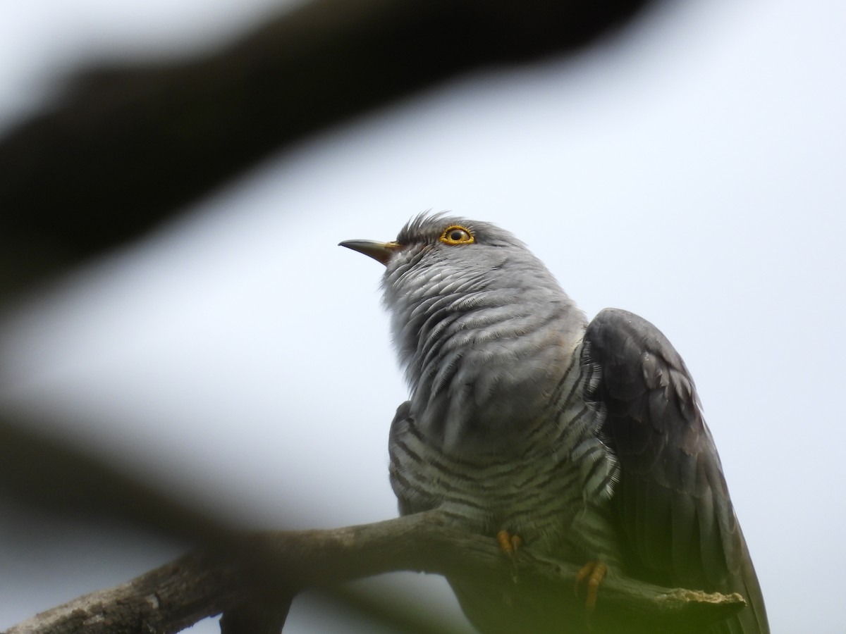 Common Cuckoo - ML618475972