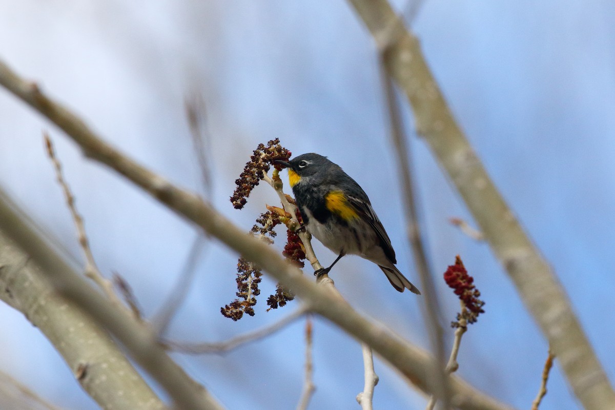 Yellow-rumped Warbler (Audubon's) - ML618475973