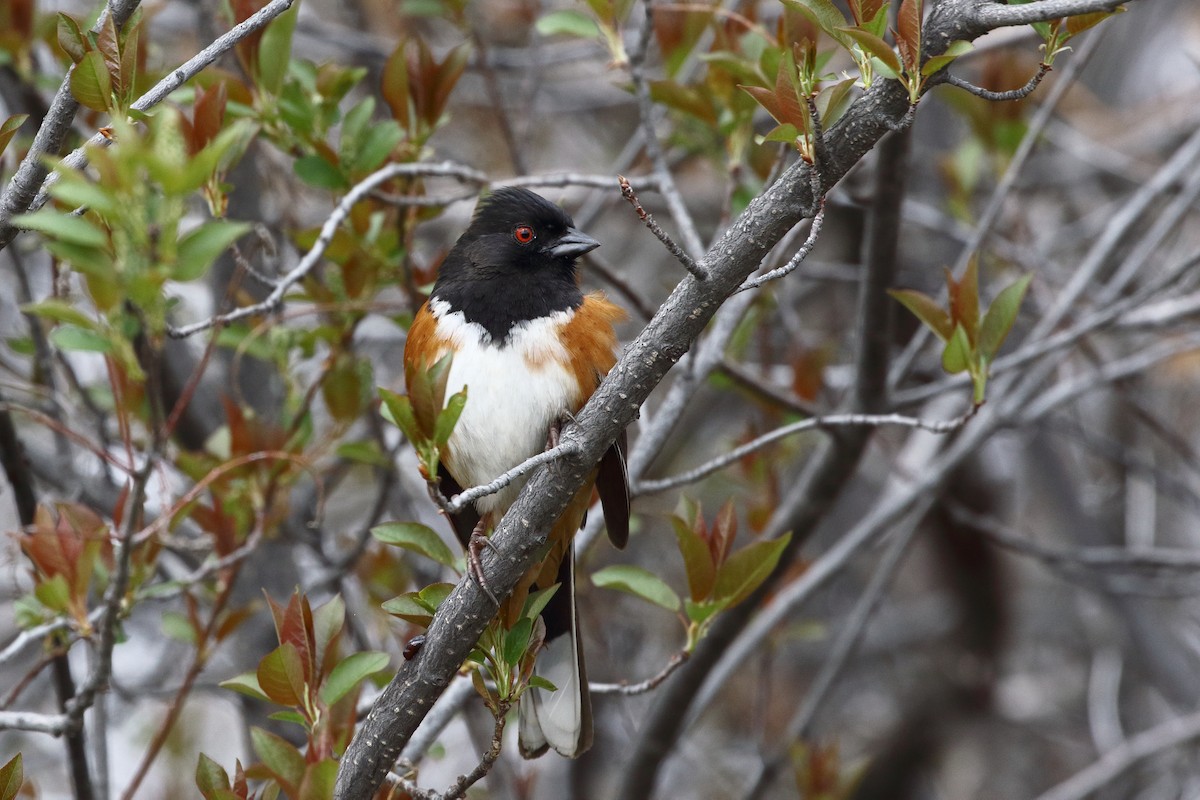Spotted Towhee - ML618475975