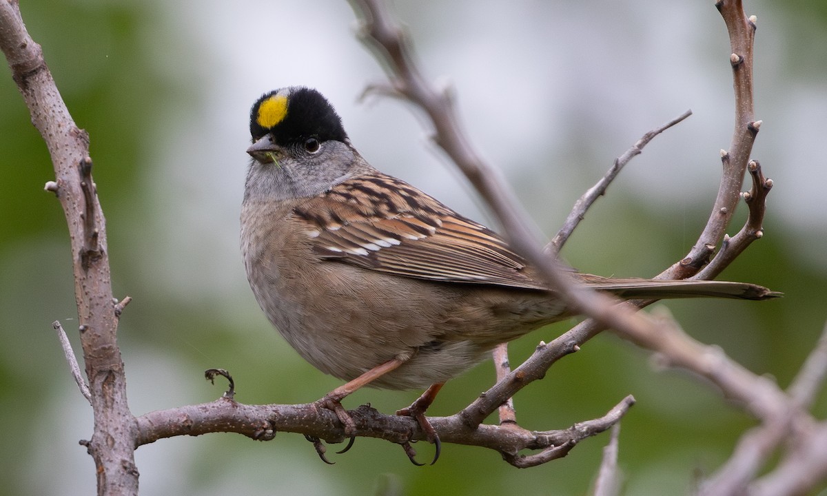 Golden-crowned Sparrow - ML618475982