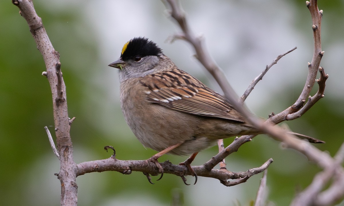 Golden-crowned Sparrow - RJ Baltierra