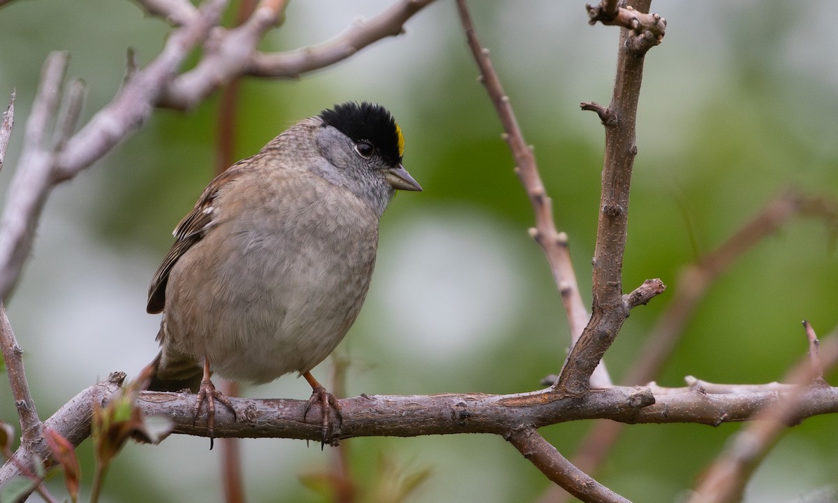 Golden-crowned Sparrow - ML618475984