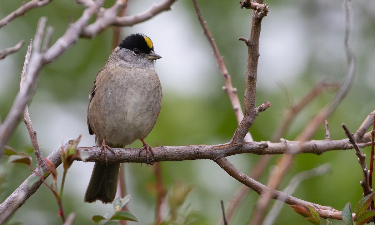 Golden-crowned Sparrow - ML618475986