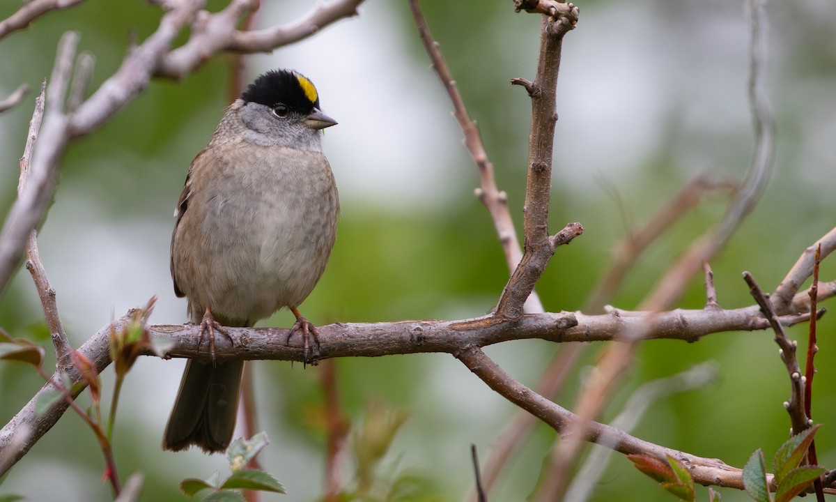 Golden-crowned Sparrow - ML618475987