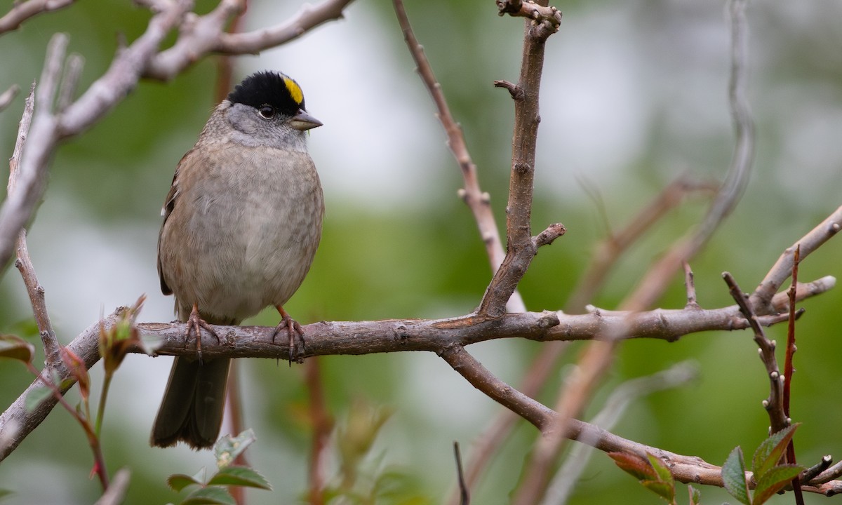 Golden-crowned Sparrow - RJ Baltierra