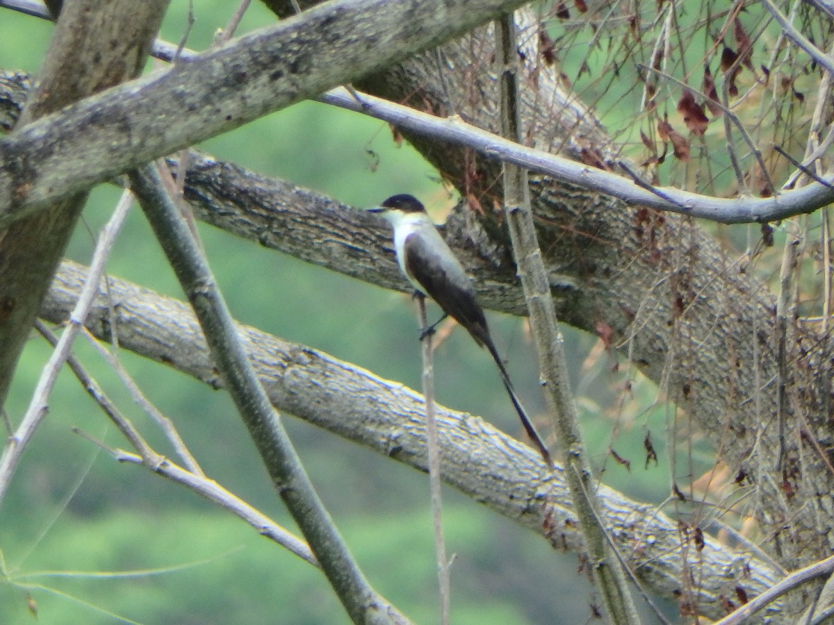 Fork-tailed Flycatcher - ML618475990
