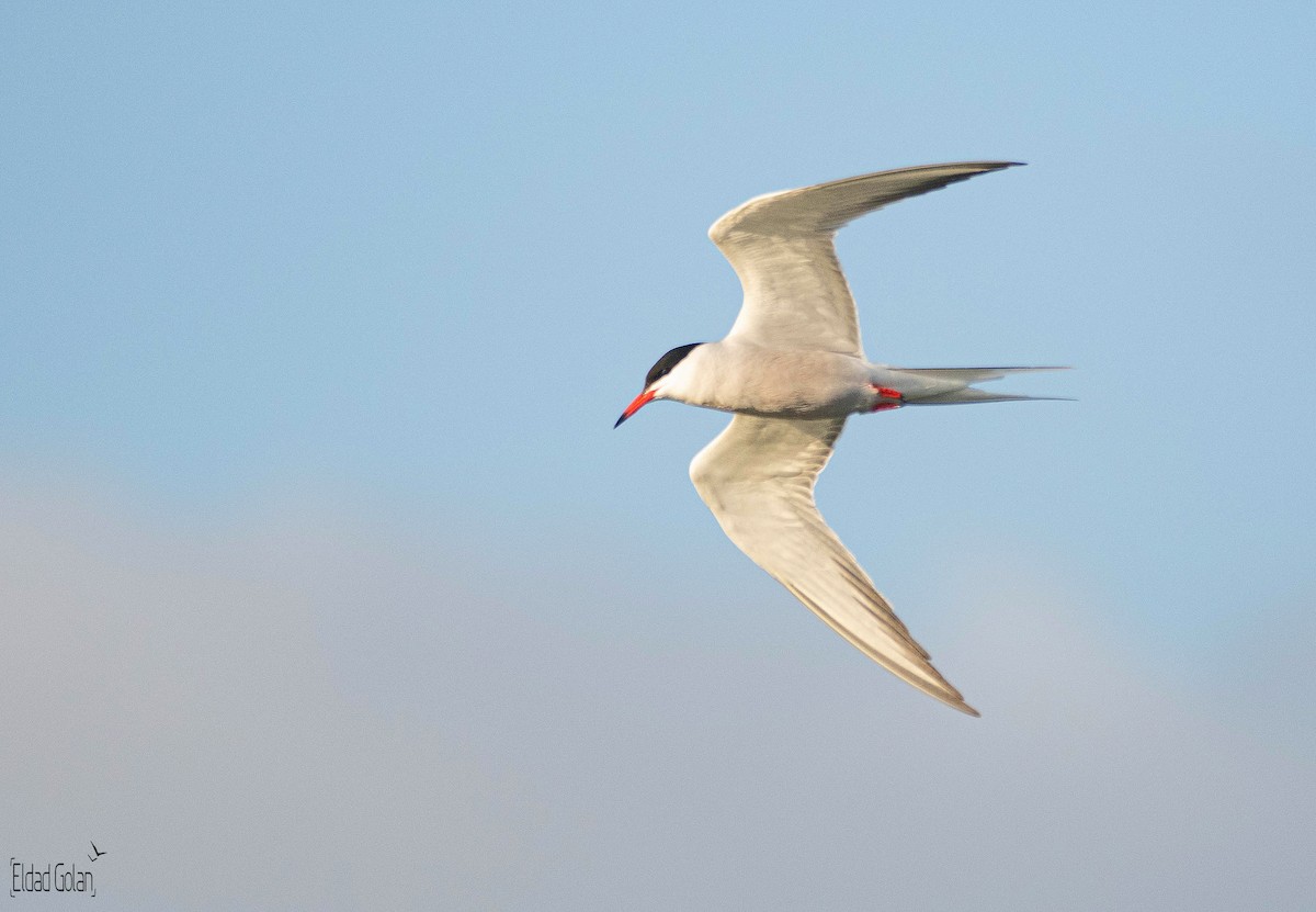 Common Tern - Eldad Golan