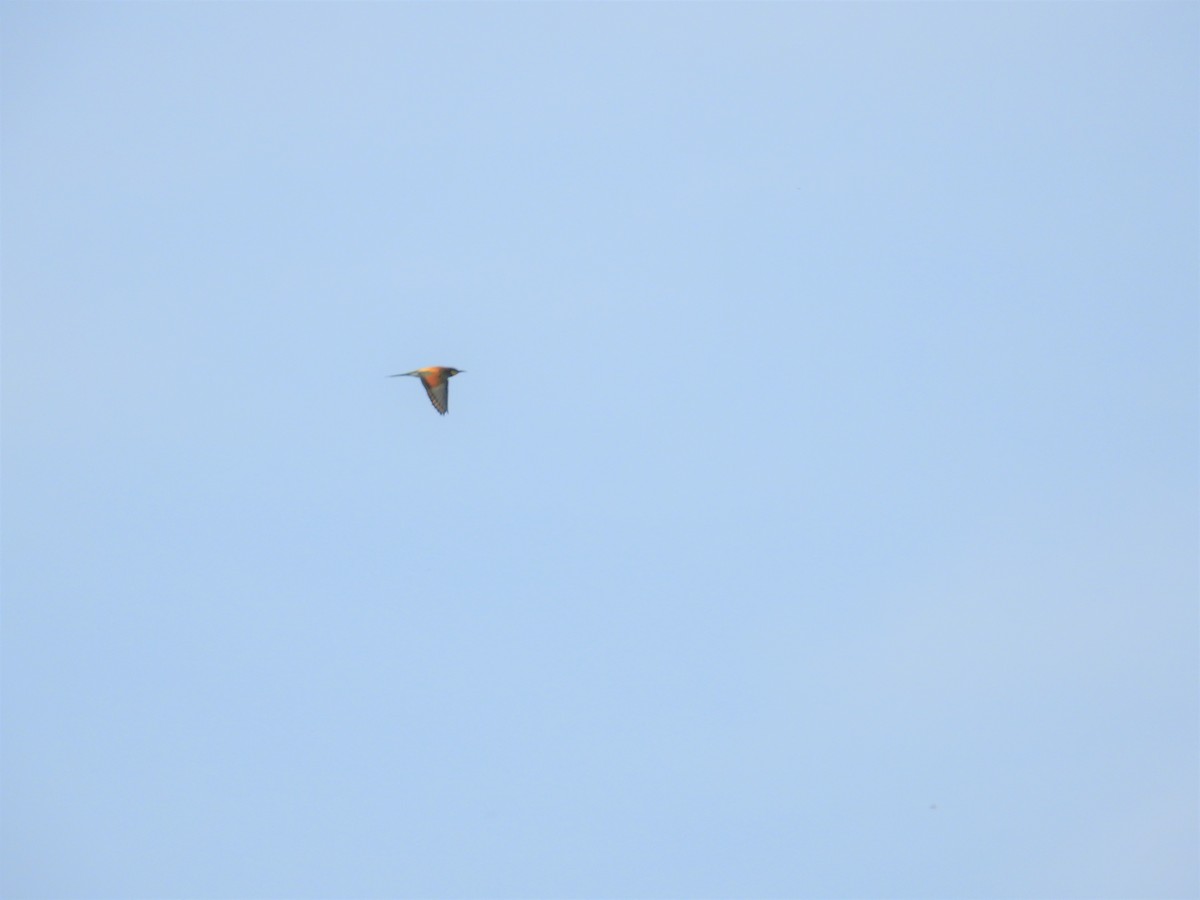 European Bee-eater - ML618476010