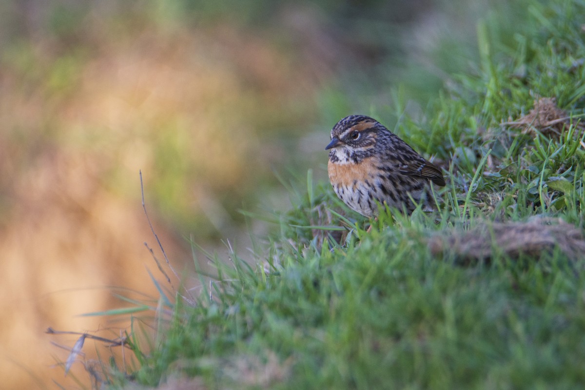 Rufous-breasted Accentor - ML618476011
