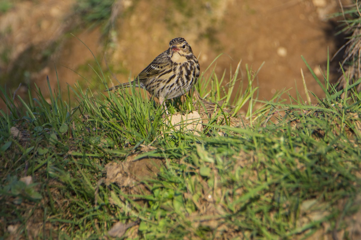 Olive-backed Pipit - ML618476019