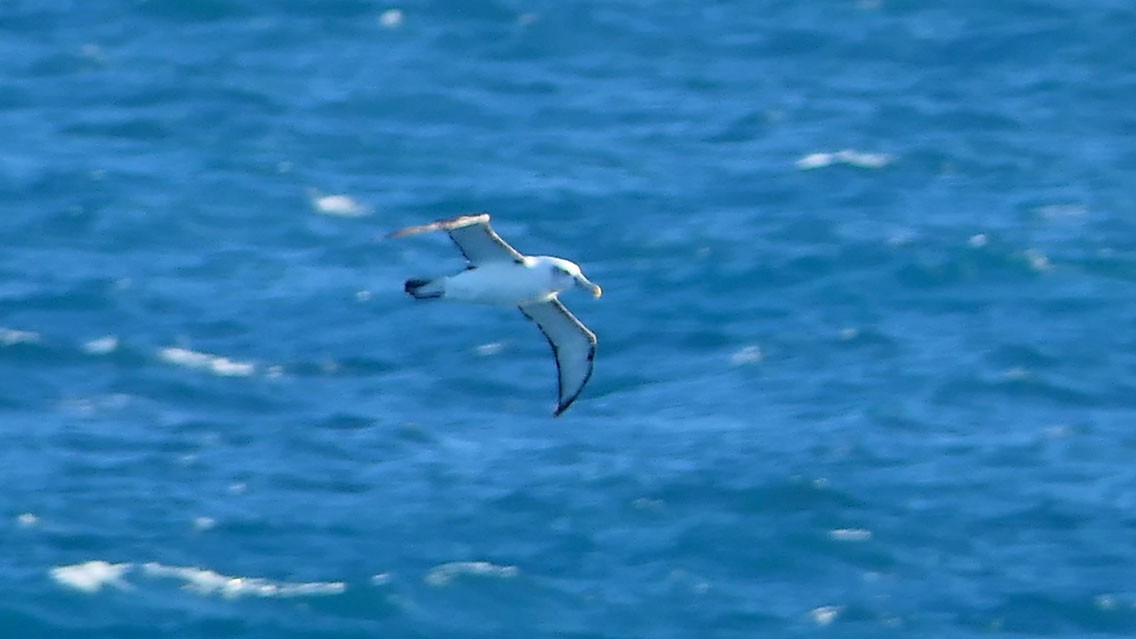 White-capped Albatross - ML618476021