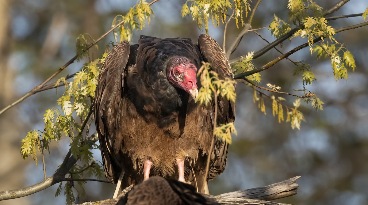Turkey Vulture - ML618476022
