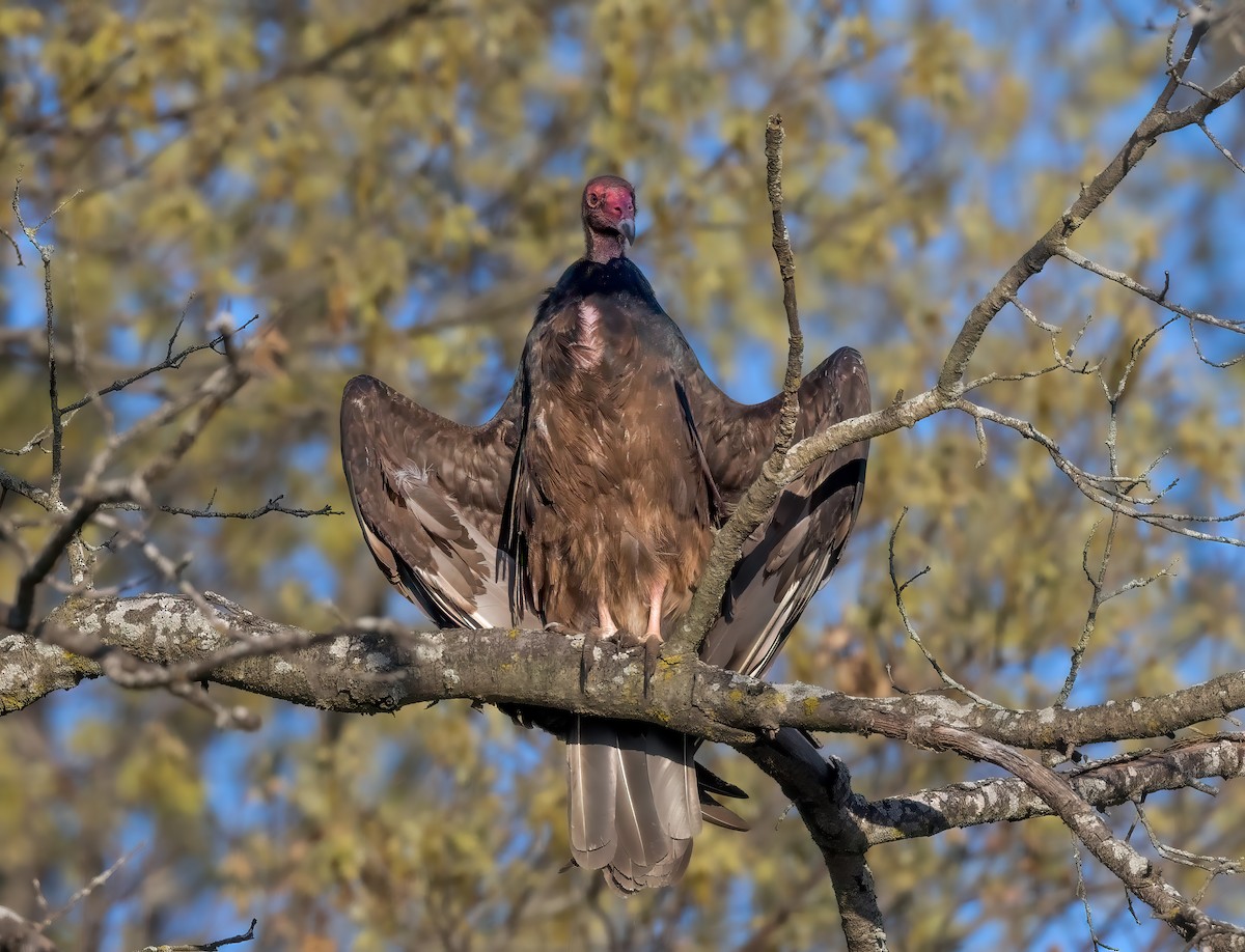Turkey Vulture - ML618476023