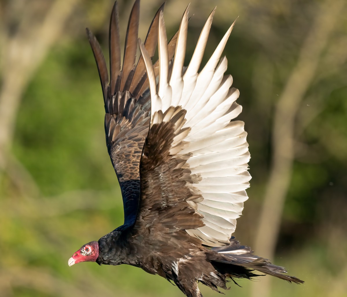 Turkey Vulture - ML618476024