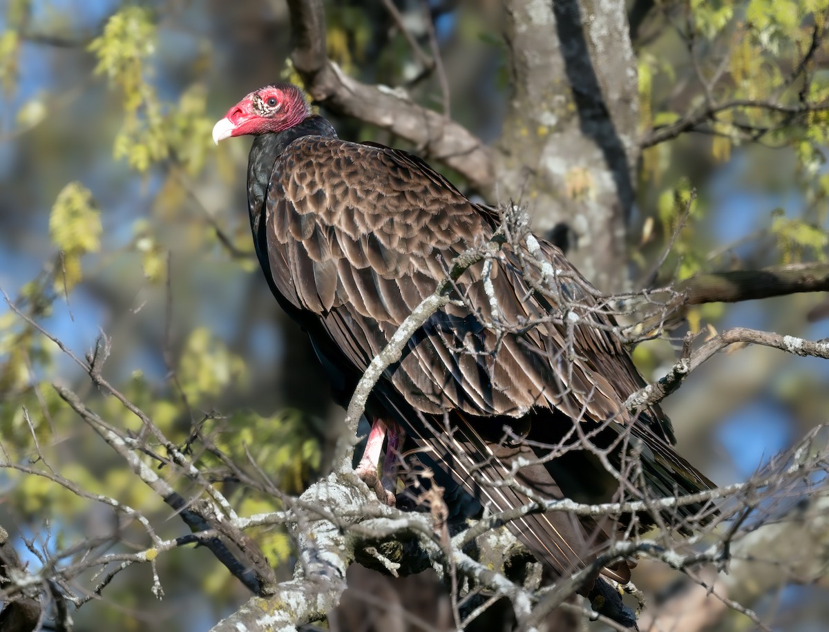 Turkey Vulture - ML618476025