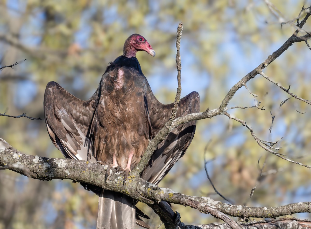 Turkey Vulture - ML618476026