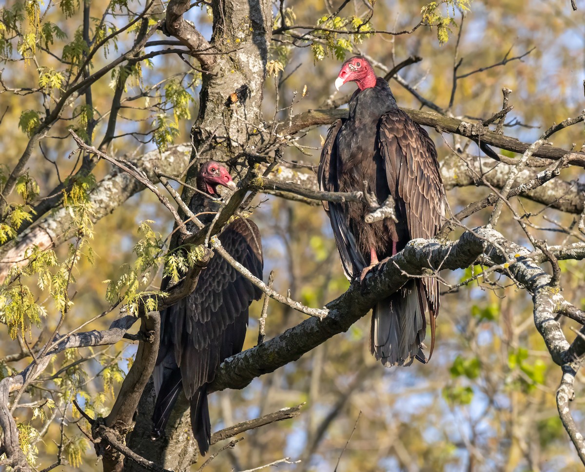 Turkey Vulture - ML618476027
