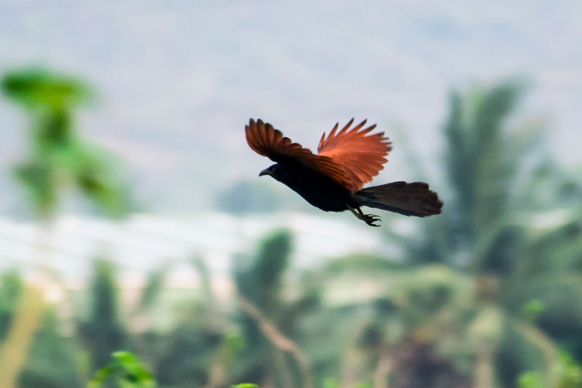 Greater Coucal (Southern) - ML618476099