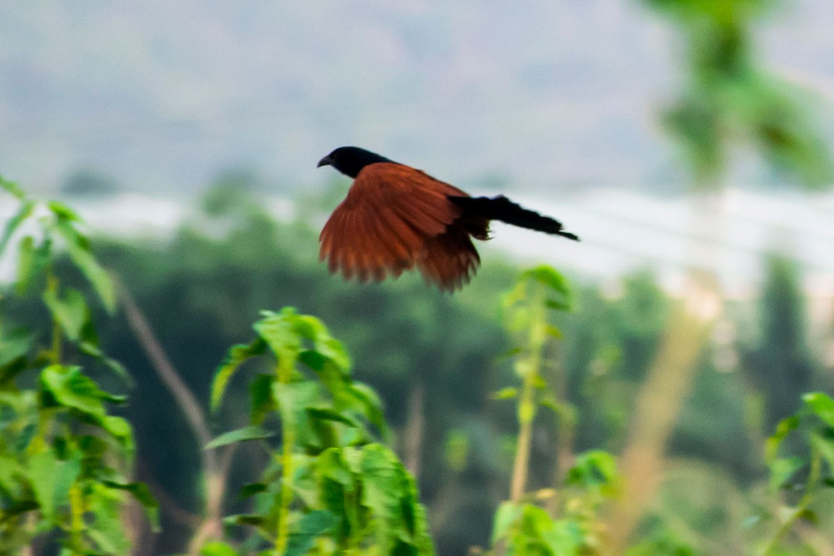 Greater Coucal (Southern) - ML618476100