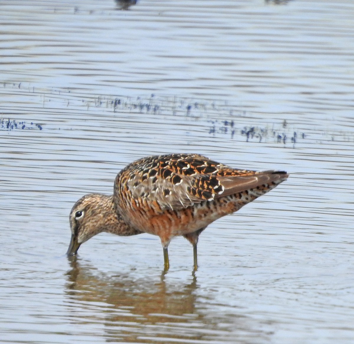 Long-billed Dowitcher - ML618476106