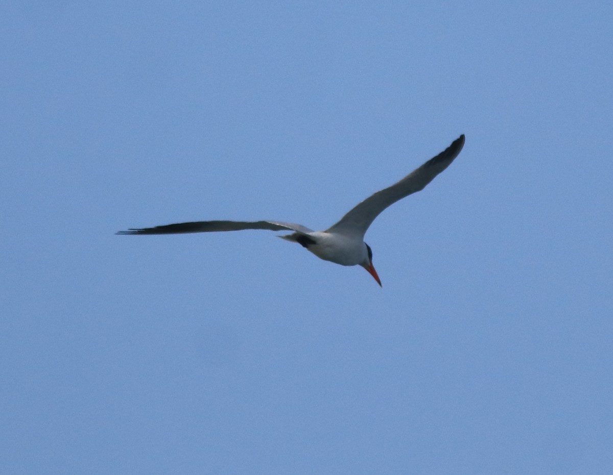 Lesser Crested Tern - ML618476122