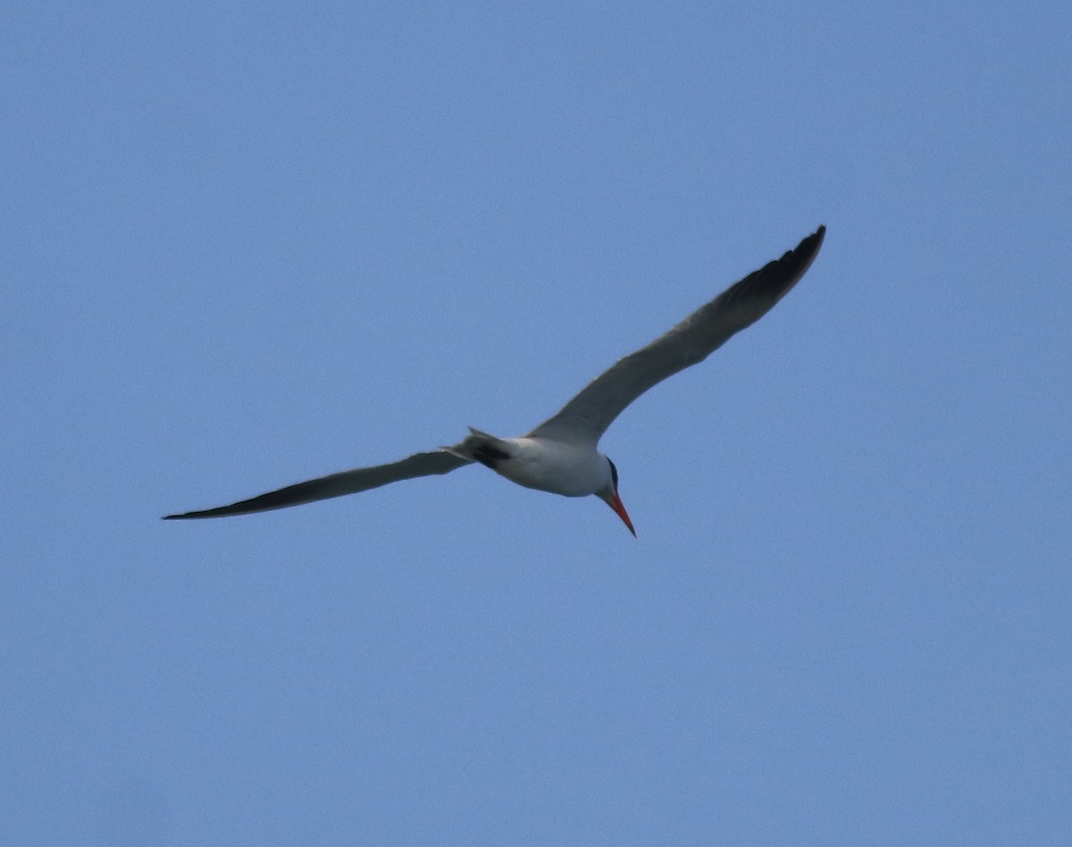 Lesser Crested Tern - ML618476123