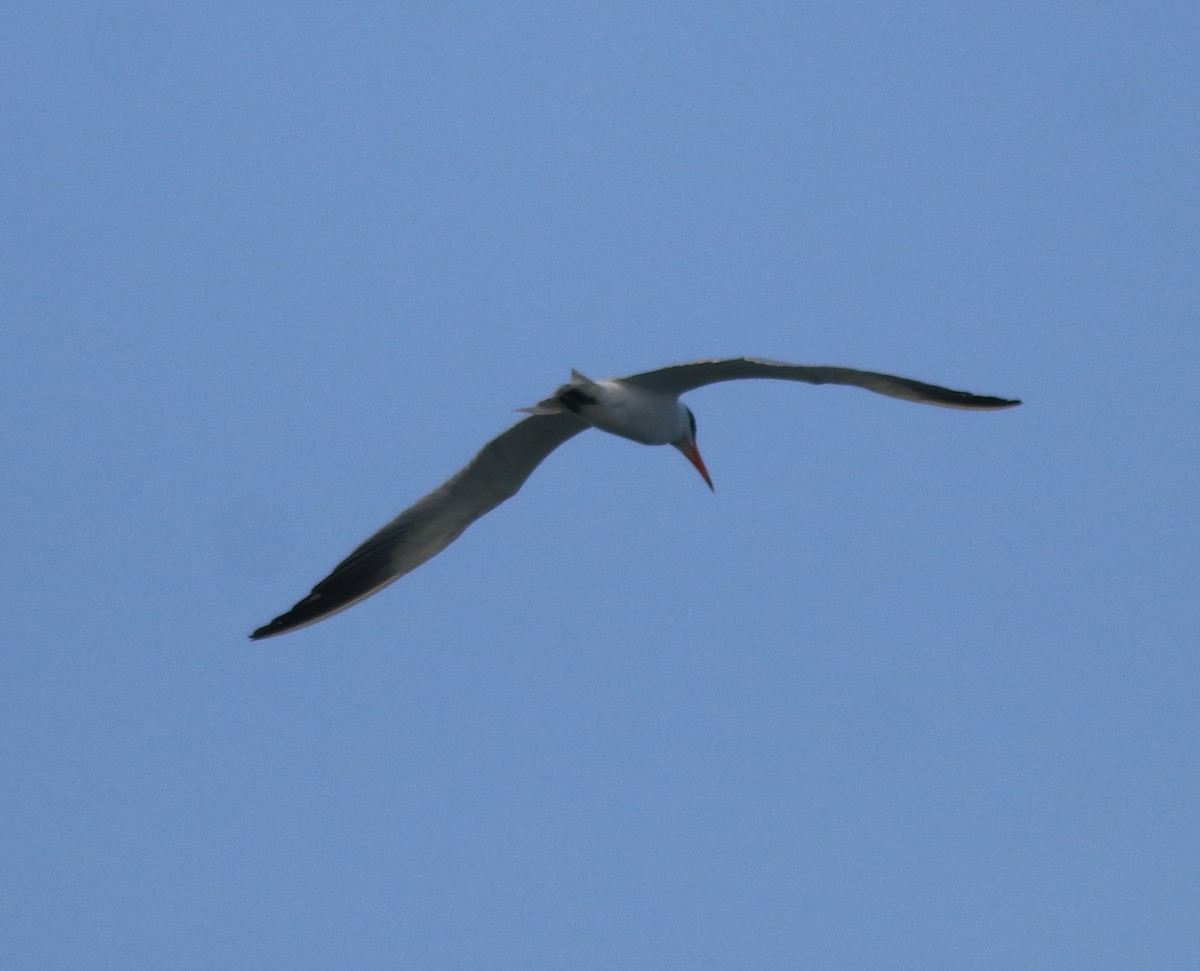 Lesser Crested Tern - ML618476127