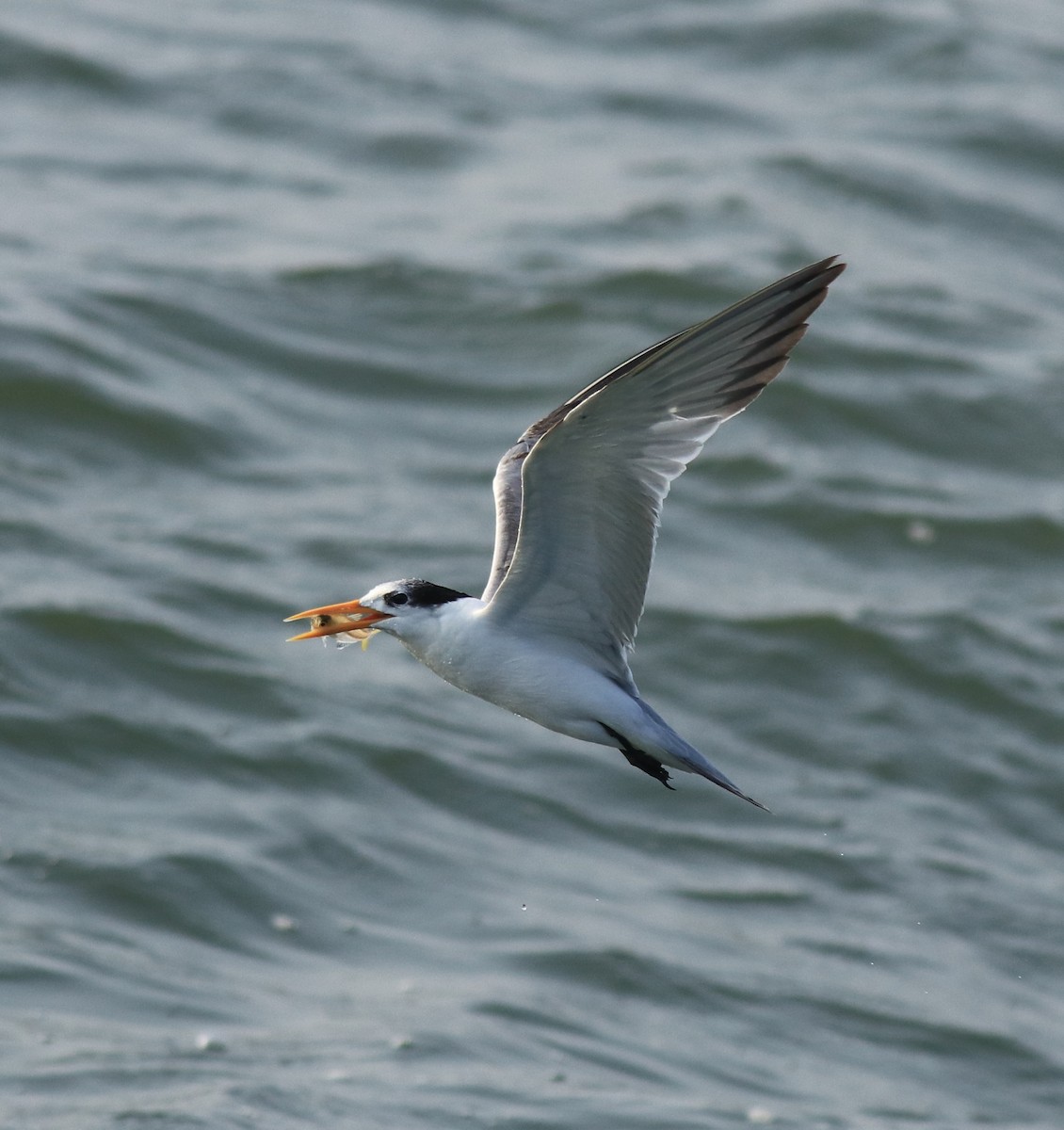 Lesser Crested Tern - ML618476128
