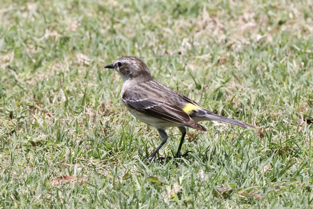 Yellow-rumped Warbler (Myrtle) - ML618476137