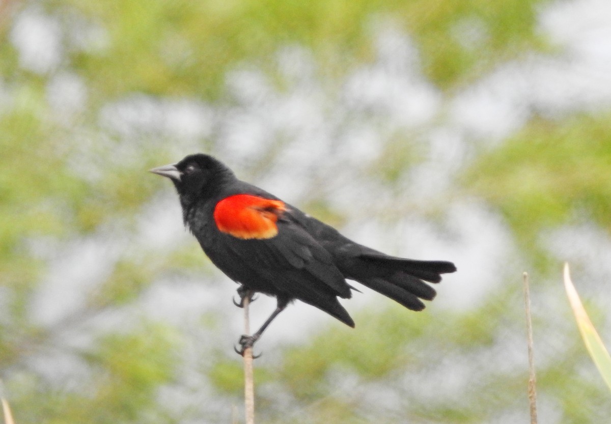 Red-winged Blackbird - ML618476143