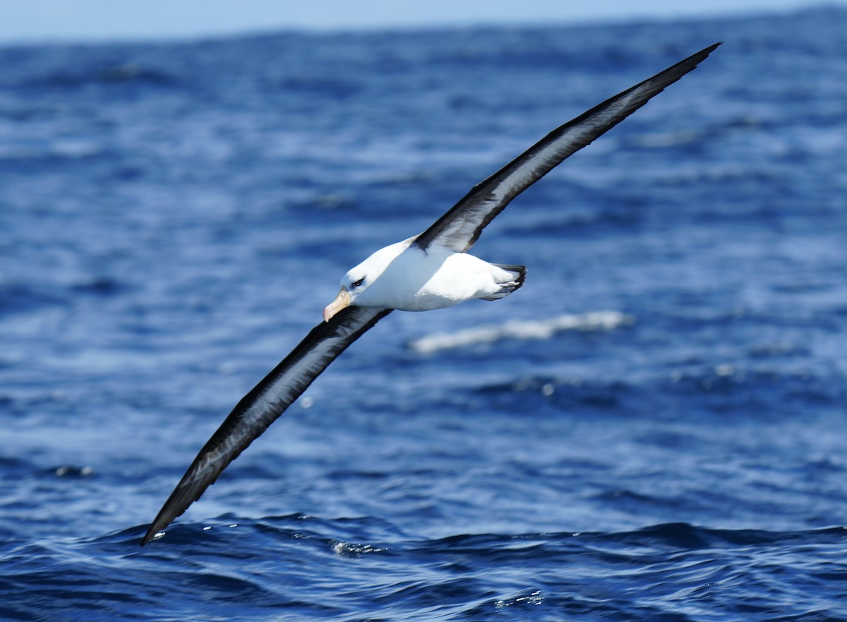 Black-browed Albatross (Campbell) - ML618476173