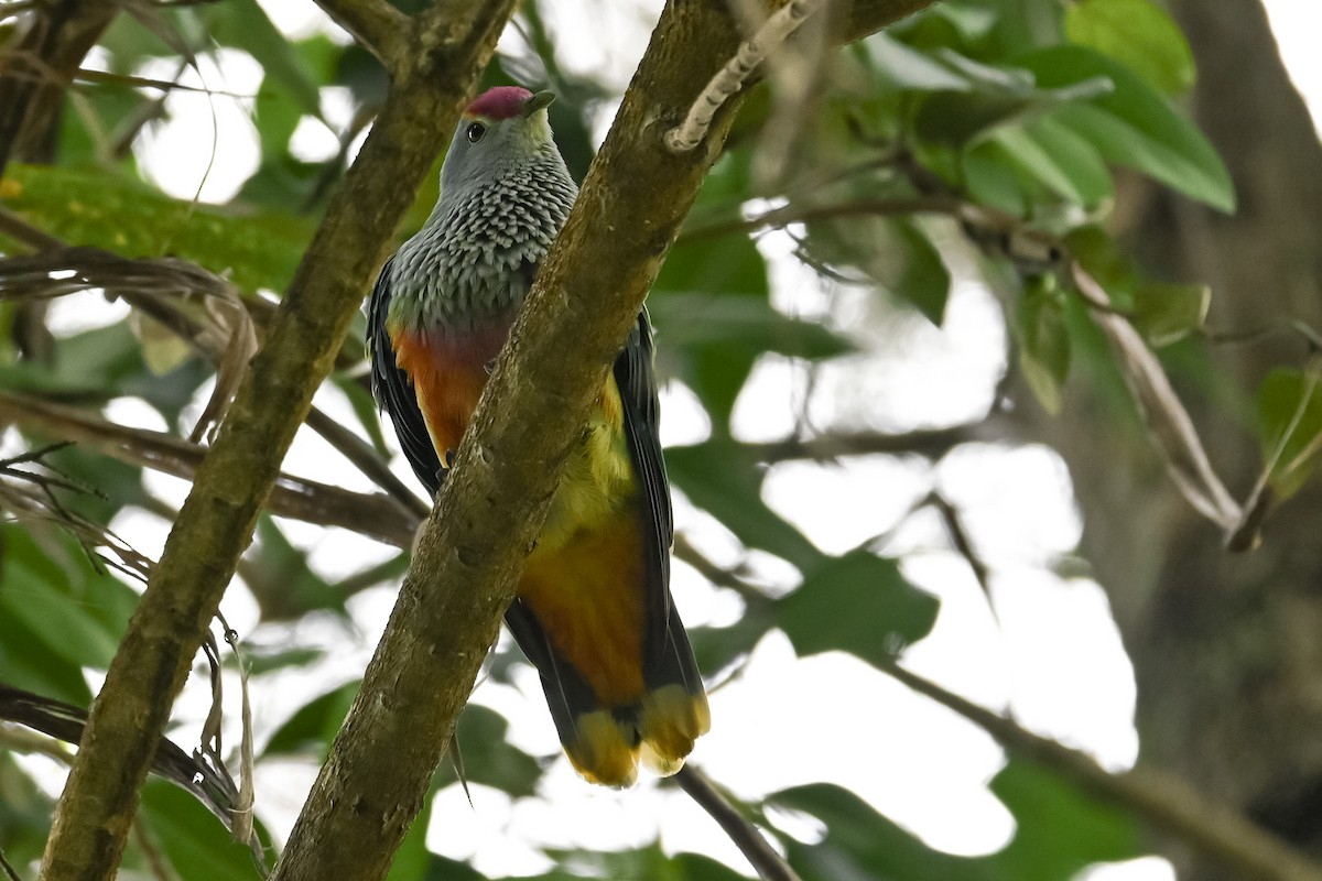 Rose-crowned Fruit-Dove - ML618476253