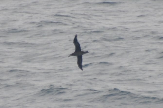 albatros černonohý - ML618476257