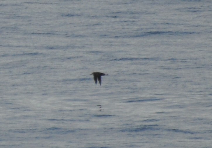 Black-footed Albatross - ML618476269
