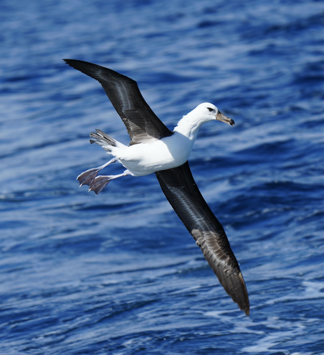 Albatros à sourcils noirs (impavida) - ML618476271