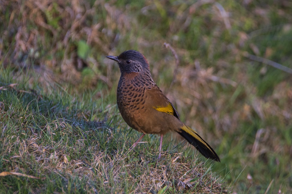 Chestnut-crowned Laughingthrush - ML618476290