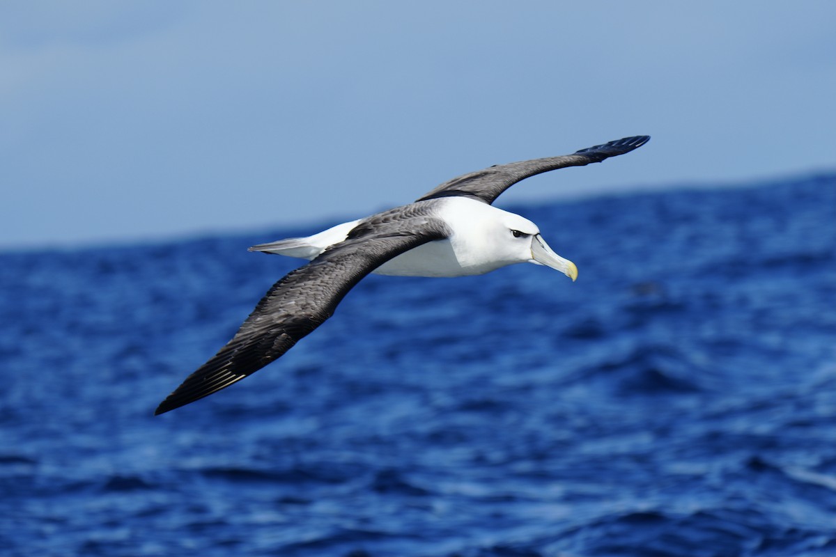 Albatros à cape blanche - ML618476361