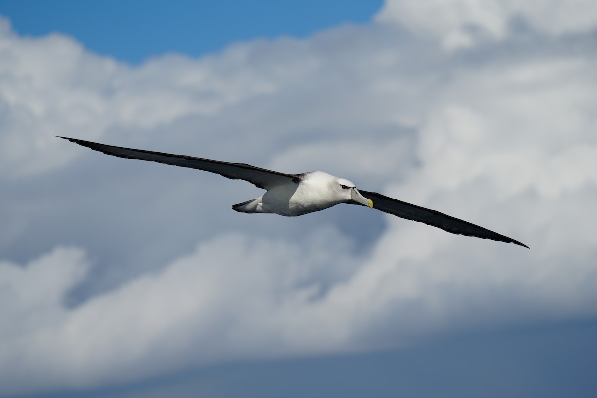 Albatros à cape blanche - ML618476381