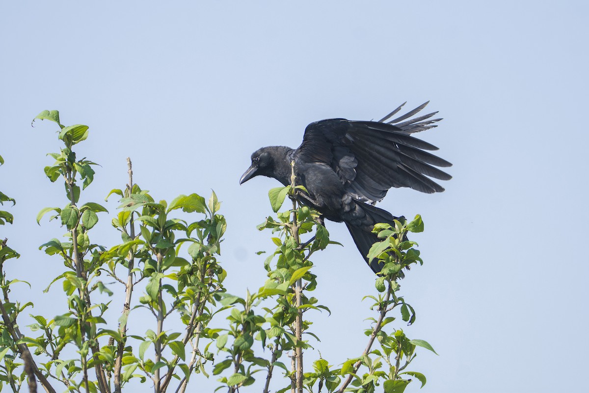Large-billed Crow - ML618476382