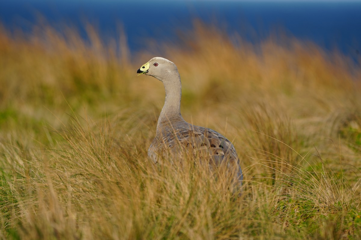 Cape Barren Goose - Stuart Bell