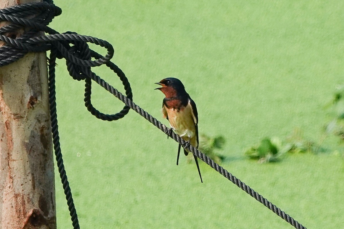 Barn Swallow (Buff-bellied) - ML618476485