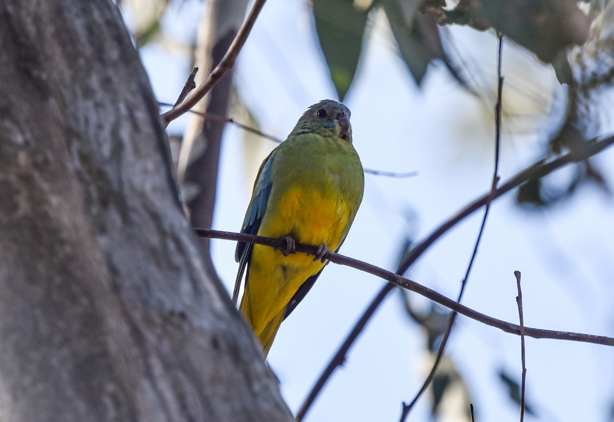 Turquoise Parrot - ML618476504