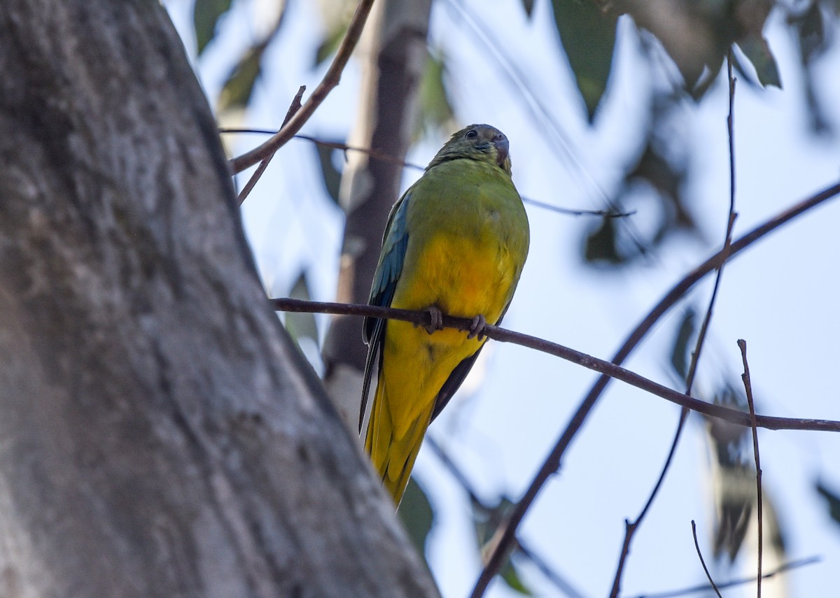 Turquoise Parrot - ML618476505
