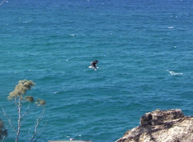White-bellied Sea-Eagle - Jordan Cochran
