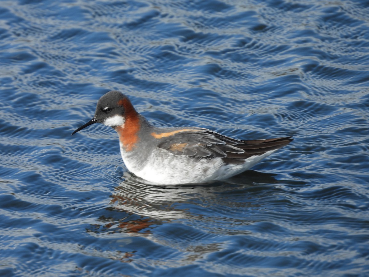 Red-necked Phalarope - L. Burkett