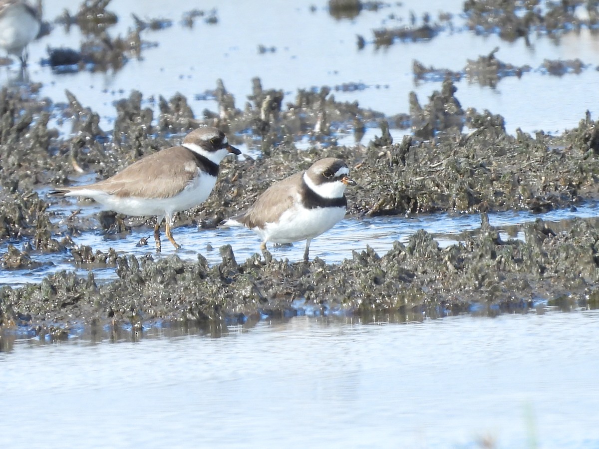 Semipalmated Plover - ML618476657
